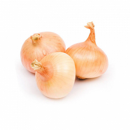 Лук репчатый 